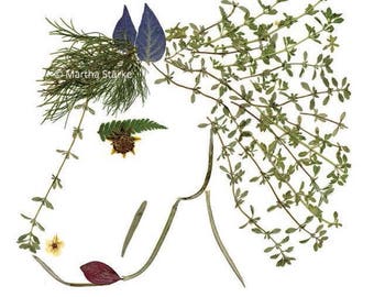 PRANCE - Botanical greeting card of a horse - Pressed flower art - Art print notecard made of pressed flowers & herbs - Equine