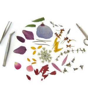 May include: A collection of dried flowers and leaves, including purple, red, pink, yellow, and green hues, arranged on a white background. Two silver tweezers and a pair of silver scissors are also included.