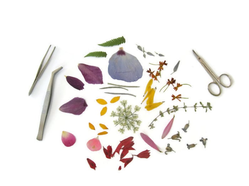 May include: A collection of dried flowers and leaves, including purple, red, pink, yellow, and green hues, arranged on a white background. Two silver tweezers and a pair of silver scissors are also included.