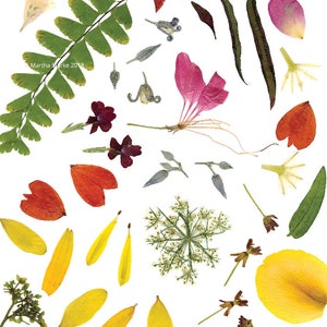 VERÃO - Arte botânica com flores prensadas, vibrantes e coloridas, flores, samambaias e folhas - Cartão de felicitações para jardim, Petal People Press