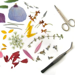 May include: A collection of dried flowers and leaves, including purple, blue, yellow, red, and pink petals, green leaves, and a small sprig of white flowers.  The flowers are arranged on a white surface with a pair of silver scissors and a pair of silver tweezers.
