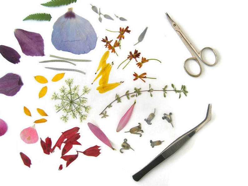 May include: A collection of dried flowers and leaves, including purple, blue, yellow, red, and pink petals, green leaves, and a small sprig of white flowers.  The flowers are arranged on a white surface with a pair of silver scissors and a pair of silver tweezers.