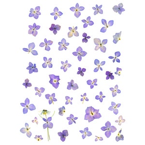 WAAR IS WALDA? - Grappig, speels kaartje voor alle gelegenheden - Blanco botanisch kaartje, Print van geperste bloemkunst, Tuingroet