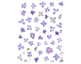 Where's Walda? Whimsical Botanical Notecard: Pressed Flower Art Print