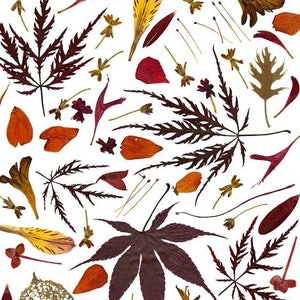HERFSTbladeren en bloemen in oranje en rood - Thanksgiving-briefpapier - Botanische kunstprint gemaakt van geperste bloemen en bladeren - Herfst
