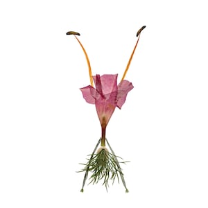 CARTWHEEL - Lámina de arte botánico para todas las estaciones y por todos los motivos - Tarjeta de felicitación para el jardín - Floral, botánica, naturaleza, flores prensadas