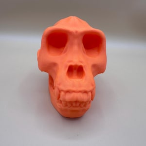Gorilla Skull, Gorilla Anatomy