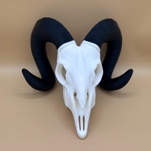 Widderschädel, Skull Decor, Home Decor