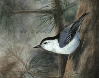 Nuthatch bird art print of pastel painting