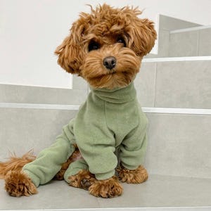 Peut inclure: Un petit chien brun aux poils bouclés portant une combinaison en polaire vert sauge avec des manches longues et un col roulé haut. Le vêtement couvre le torse et les pattes du chien, présentant une texture de tissu douce et unie.
