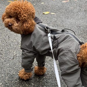 Puede incluir: Un perro pequeño de pelo rizado marrón lleva puesto un mono gris de cuerpo entero resistente al agua con una cremallera negra en la espalda. El perro está sujeto a una correa blanca fina conectada a una anilla metálica en la espalda.