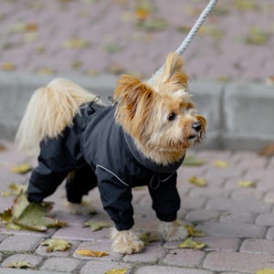 Peut inclure: Un petit chien Yorkshire Terrier de couleur fauve portant une combinaison imperméable noire intégrale avec un col montant, des poignets élastiques et un fin liseré réfléchissant argenté, attaché à une laisse en corde gris clair.