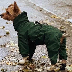 Op de afbeelding: Een kleine bruine hond draagt een donkergroen, waterdicht jumpsuit dat het hele lichaam bedekt, met een hoge kraag en een metalen D-ring op de rug. De hond draagt ook vier individuele beschermende laarsjes, twee lichte aan de voorpoten en twee zwarte aan de achterpoten.
