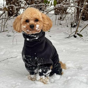 Peut inclure: Un petit caniche abricot au pelage bouclé portant un pull à col roulé noir uni. Le chien a un peu de neige blanche sur le museau et les pattes, et il est positionné dans un environnement extérieur enneigé avec des branches dénudées.