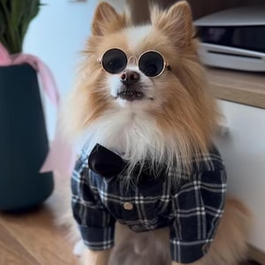 May include: A Pomeranian dog wearing round gold-rimmed sunglasses, a black bow tie, and a black and white plaid shirt. The dog has light brown and white fur.