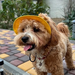 May include: A small, light brown dog wearing a bright yellow sun hat. The dog has a red collar with a tag and is standing on a brick patio. The dog's tongue is sticking out.