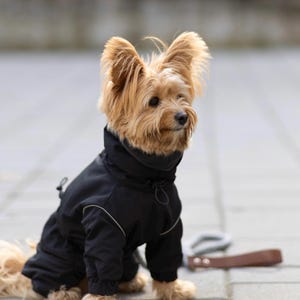 以下が含まれることがあります： 黒いコートを着た小さな茶色の犬。高い襟と反射トリムが付いています。犬は灰色の表面に座っており、背景には茶色の革のリードが見えます。犬の耳は長く、直立しています。