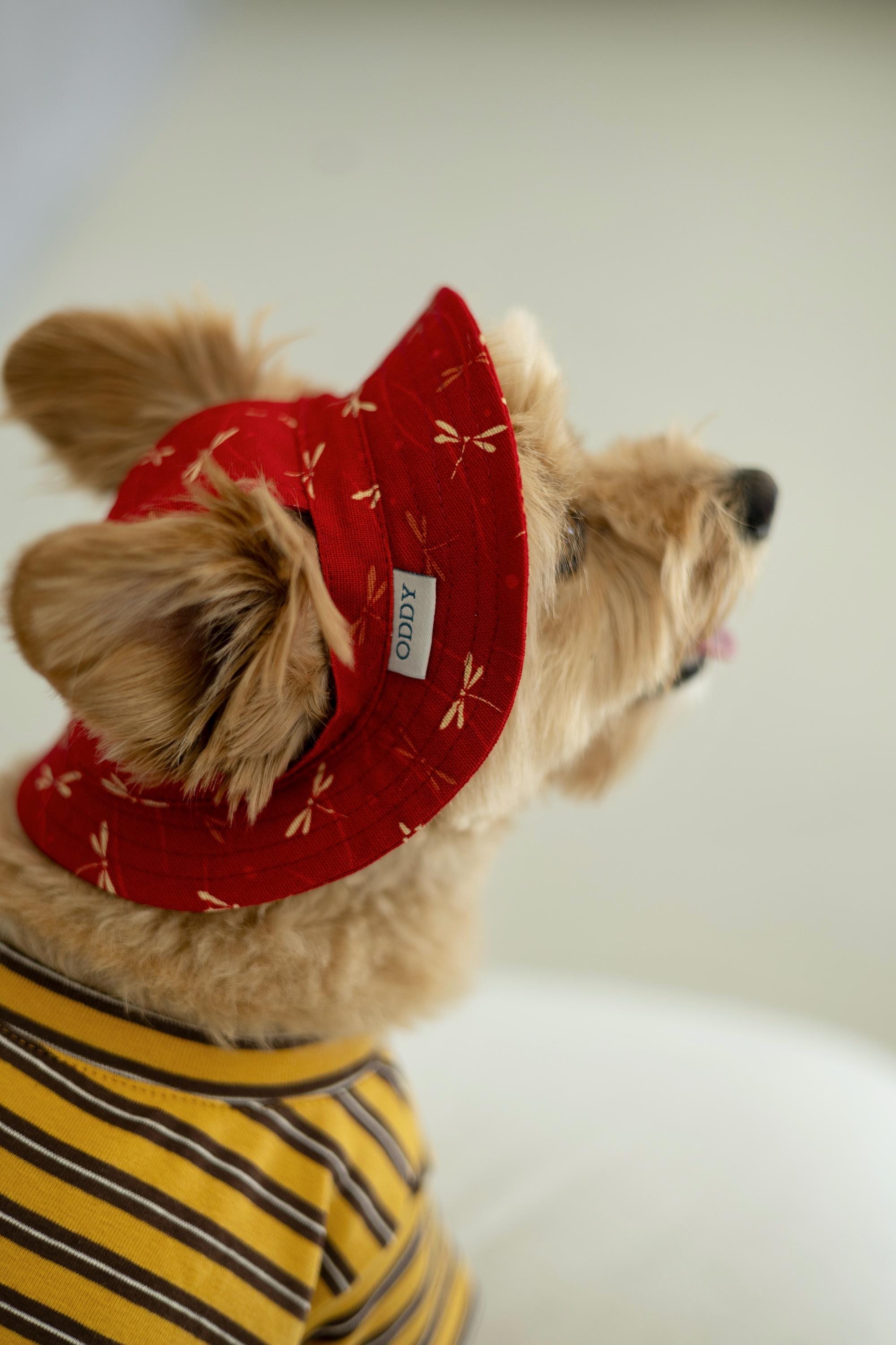 Propeller Hat Dog - Main Image