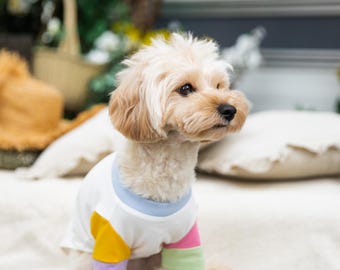 May include: A small, light-colored dog wearing a white shirt with a light blue ribbed collar. The shirt features color-blocked sleeves with a yellow and purple section on one side, and a pink and light green section on the other side.
