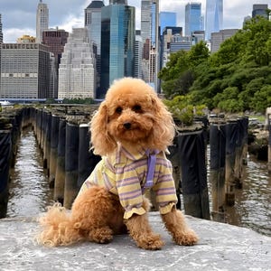 May include: A brown poodle wearing a yellow and purple striped shirt with a purple strap. The dog is sitting on a stone surface with a city skyline in the background.