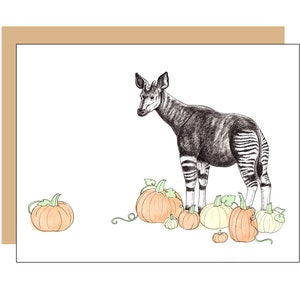 May include: A black and white okapi standing in front of a group of orange pumpkins. The okapi is a mammal native to the Democratic Republic of the Congo.