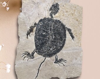 Fossil Turtle Manchurochelys From the Lower Cretaceous With X-ray