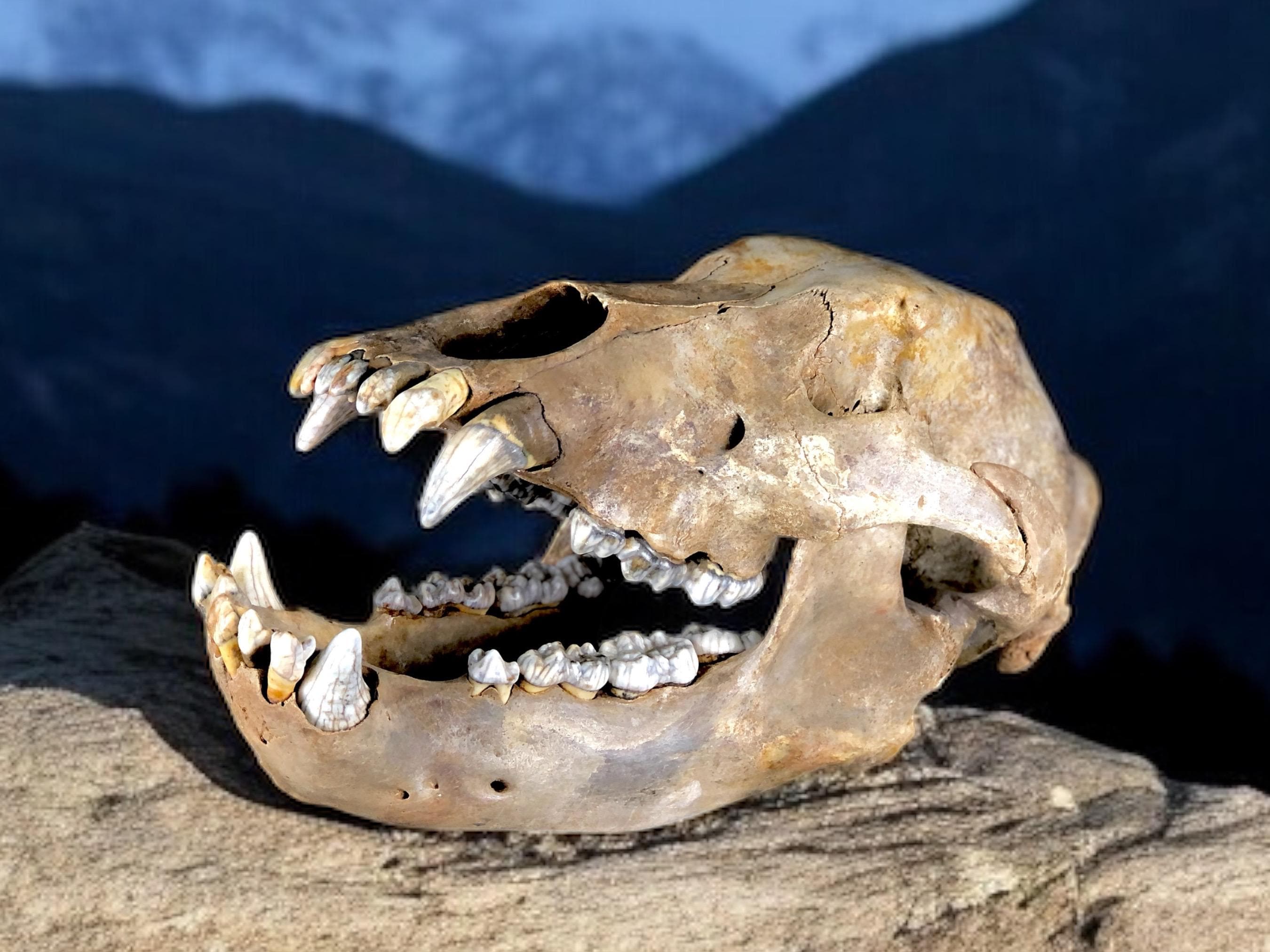 Fossil cave bear Ursus spelaeus from the Pleistocene