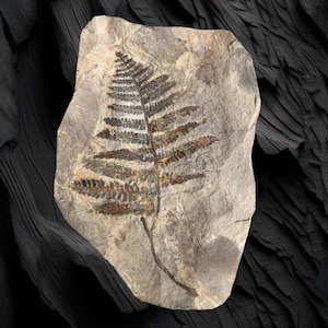Felce fossile Pecopteris sp. dal Permiano