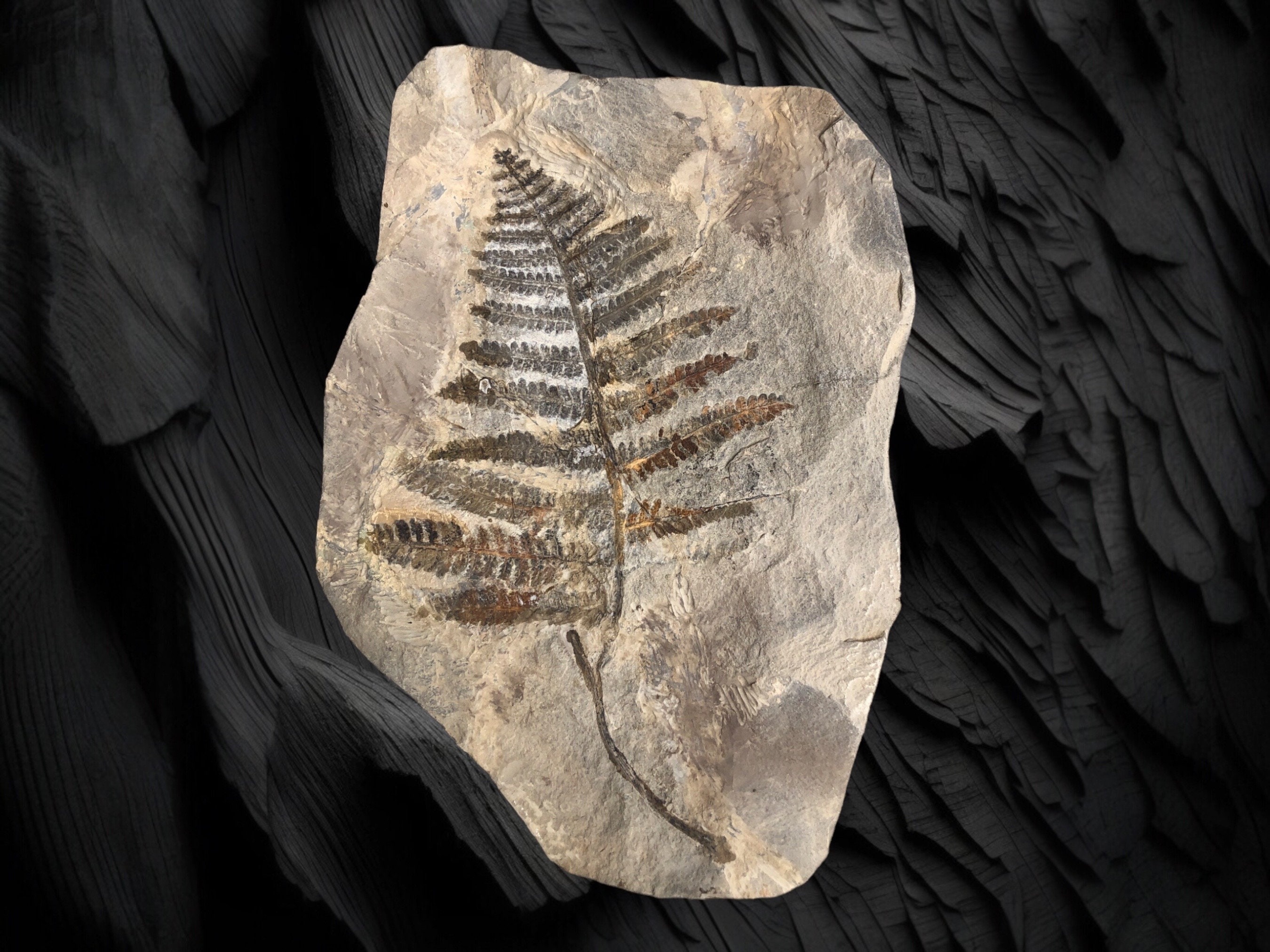 Fossil Farn Pecopteris sp. aus dem Perm