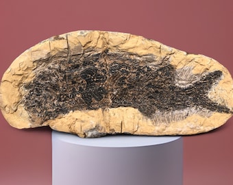 Fossil fish Paramblypterus from the Permian, 295 million years old