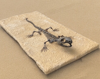 Fossil reptile CAPTORHINUS AGUTI from the USA