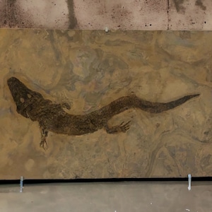 Fossil Archegosaurus sp. predatory amphibian from the Permian