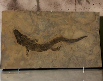 Fossil Archegosaurus sp. predatory amphibian from the Permian