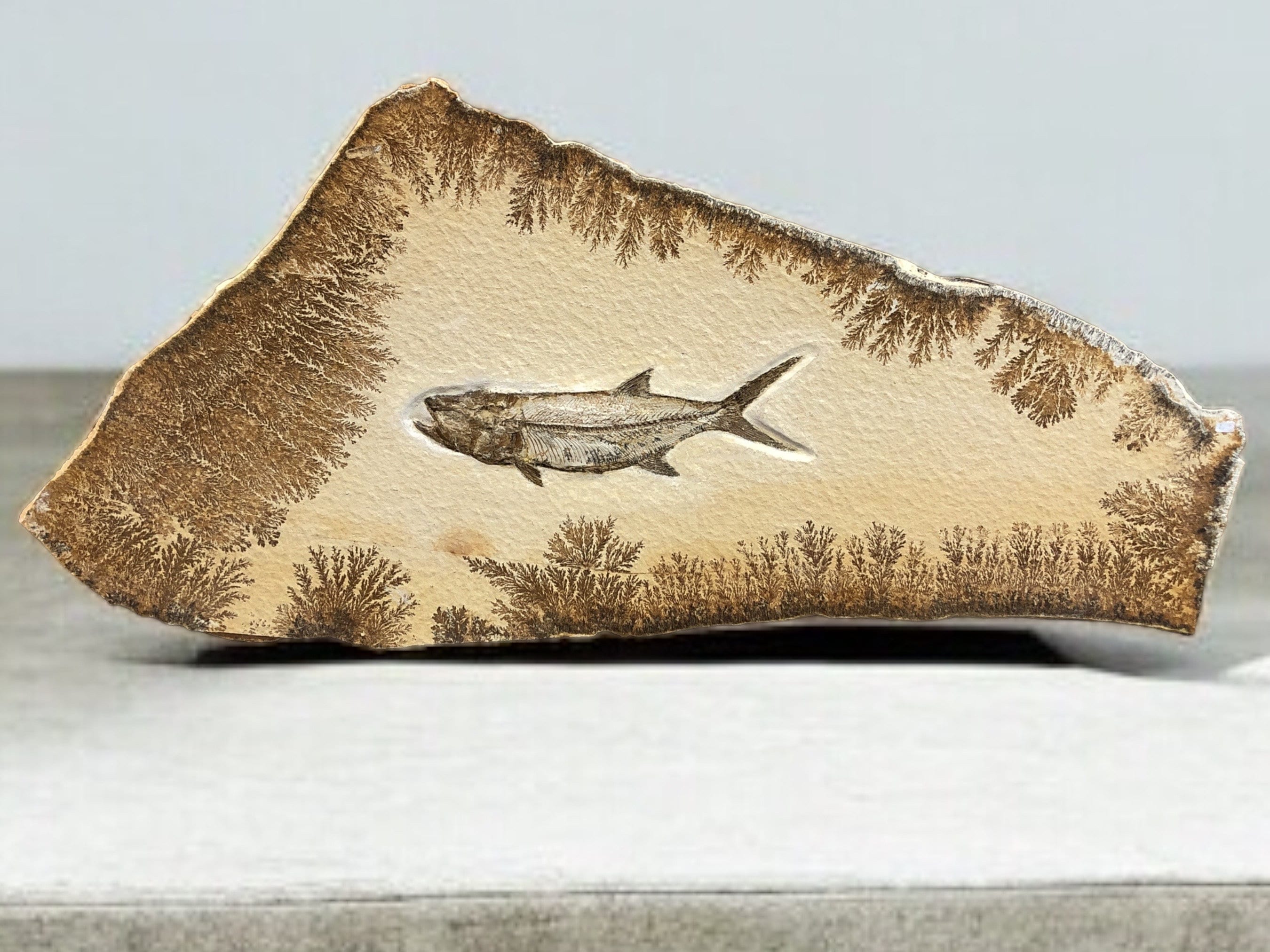 Fossil Fish Thrissops Formosus - Solnhofen Limestone, Jurassic