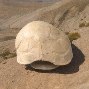 May include: A weathered, off-white turtle shell rests on a light brown rock surface. The shell's surface is cracked, revealing its age and texture. The shell is a natural, organic shape, with a rounded top and a flat base.