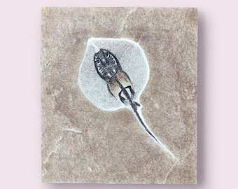 Fossil Stingray from the Green River Formation
