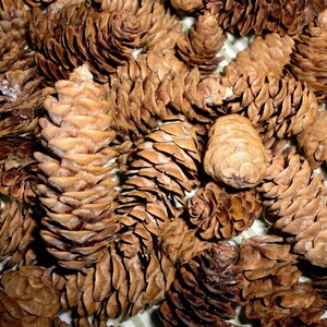 May include: A collection of brown pine cones, varying in size and shape, with a textured, layered appearance. The cones are tightly closed, showcasing their natural, organic form. The image is a close-up, highlighting the details of the cones.