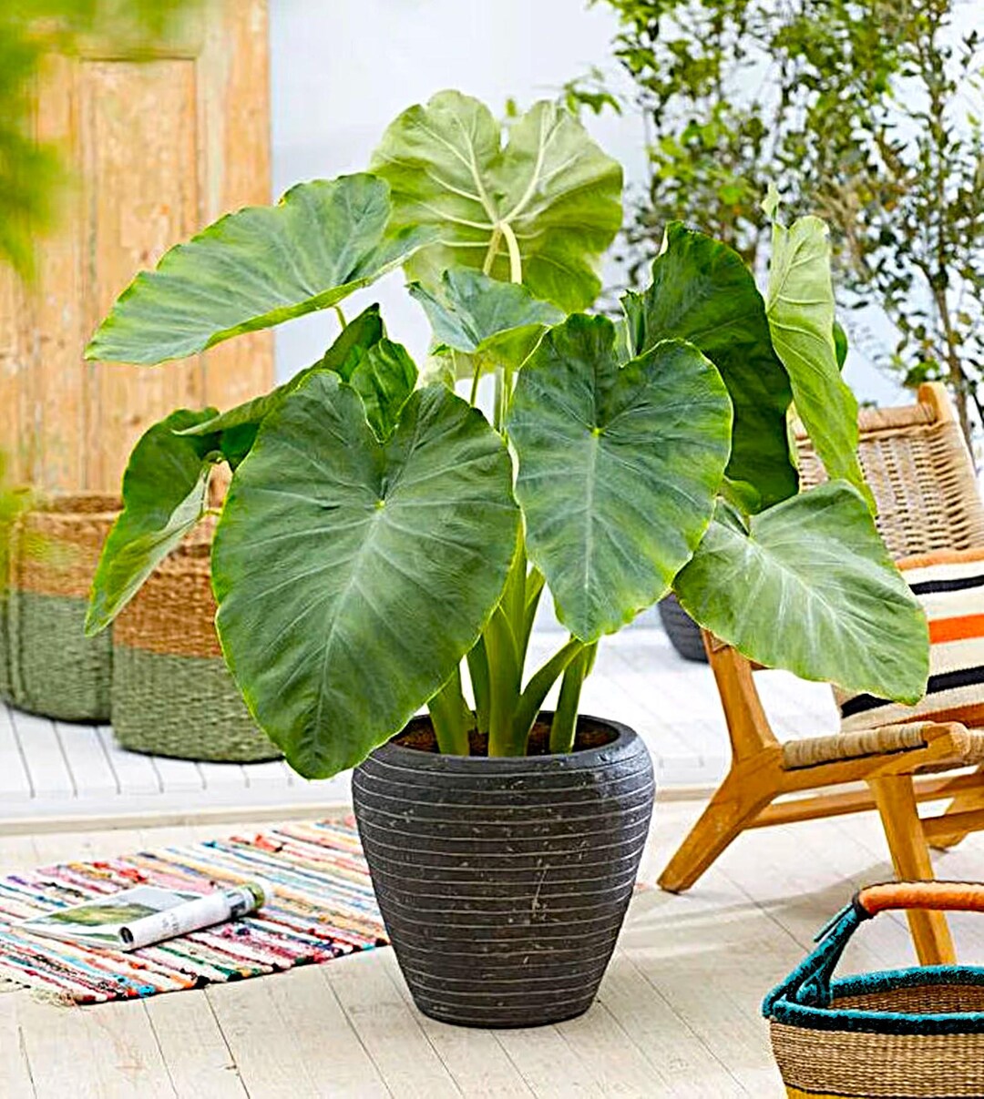 Colocasia Esculenta White Lava Elephant Ear | US