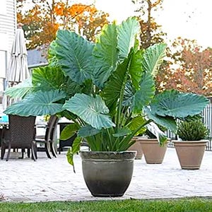 Alocasia Up-Right Odora" Elephant ear 'BULB' **New Crop 2025**In Stock Now!! *See all listing photos for measurements!!!