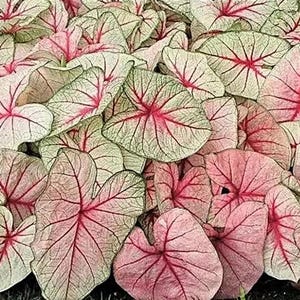 Bulbo de Caladium 'White Queen' *Tamaño n.° 2 (2 bulbos) Tamaño n.° 1 (1 bulbo más grande)