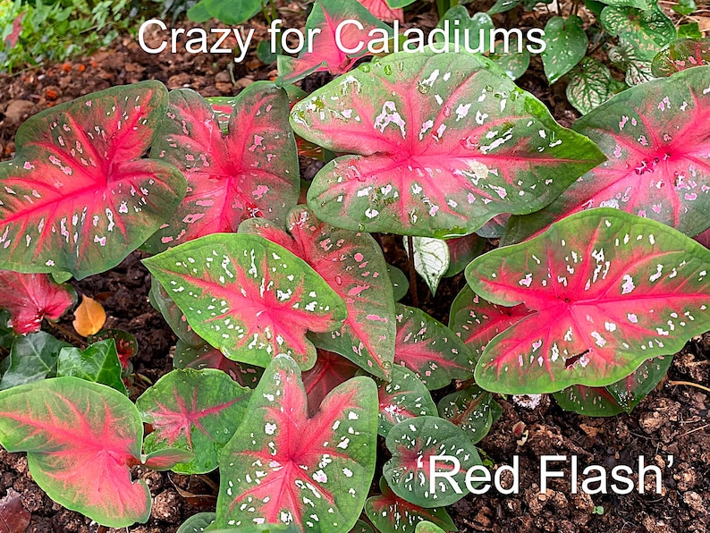 Caladium 'red Flash' Size #2 (2 Bulbs) Size #1(1 Bulb/large) - Etsy