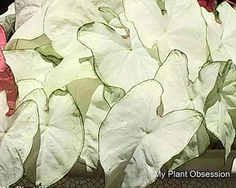 Caladium Bulb Florida Moonlight *Size #2(2bulbs)