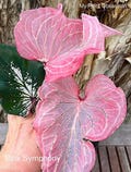 Caladium 'Pink Symphony' Size#2(2 bulbs) Size#1(1 bulb) *Size Reference #2/1" to 2", #1/1.5" to 3"