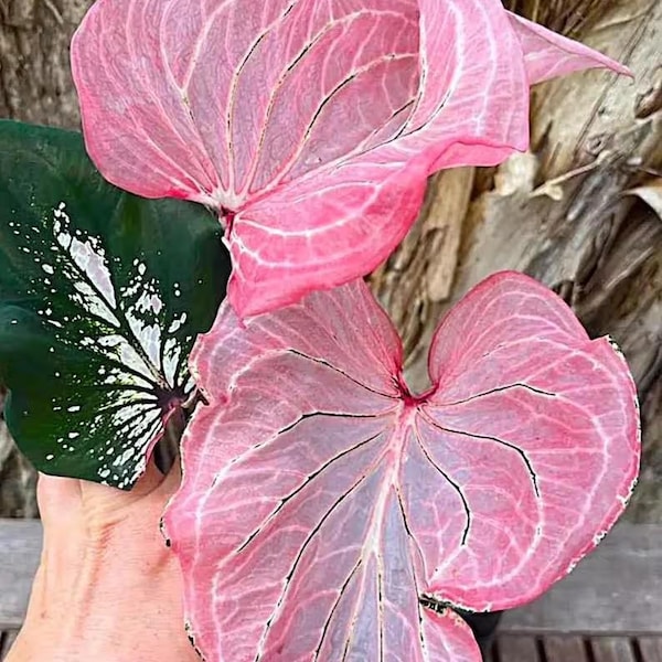 Caladium 'Pink Symphony' Tamaño n.° 2 (2 bulbos) Tamaño n.° 1 (1 bulbo)
