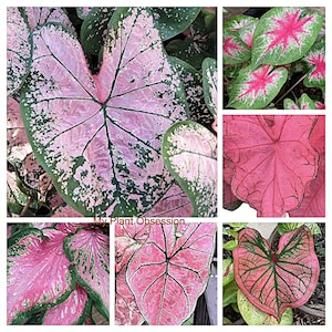 May include: A collage of six images featuring pink and green caladium leaves with varying patterns. The leaves have a heart shape and are arranged in a grid pattern. The text "My Plant Obsession" is visible in the center of the collage.
