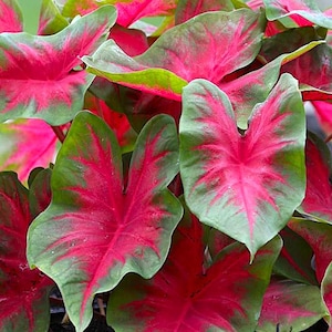 May include: A close-up of a vibrant green and pink tropical plant with large, heart-shaped leaves. The leaves have a striking pattern of deep pink veins against a green background.