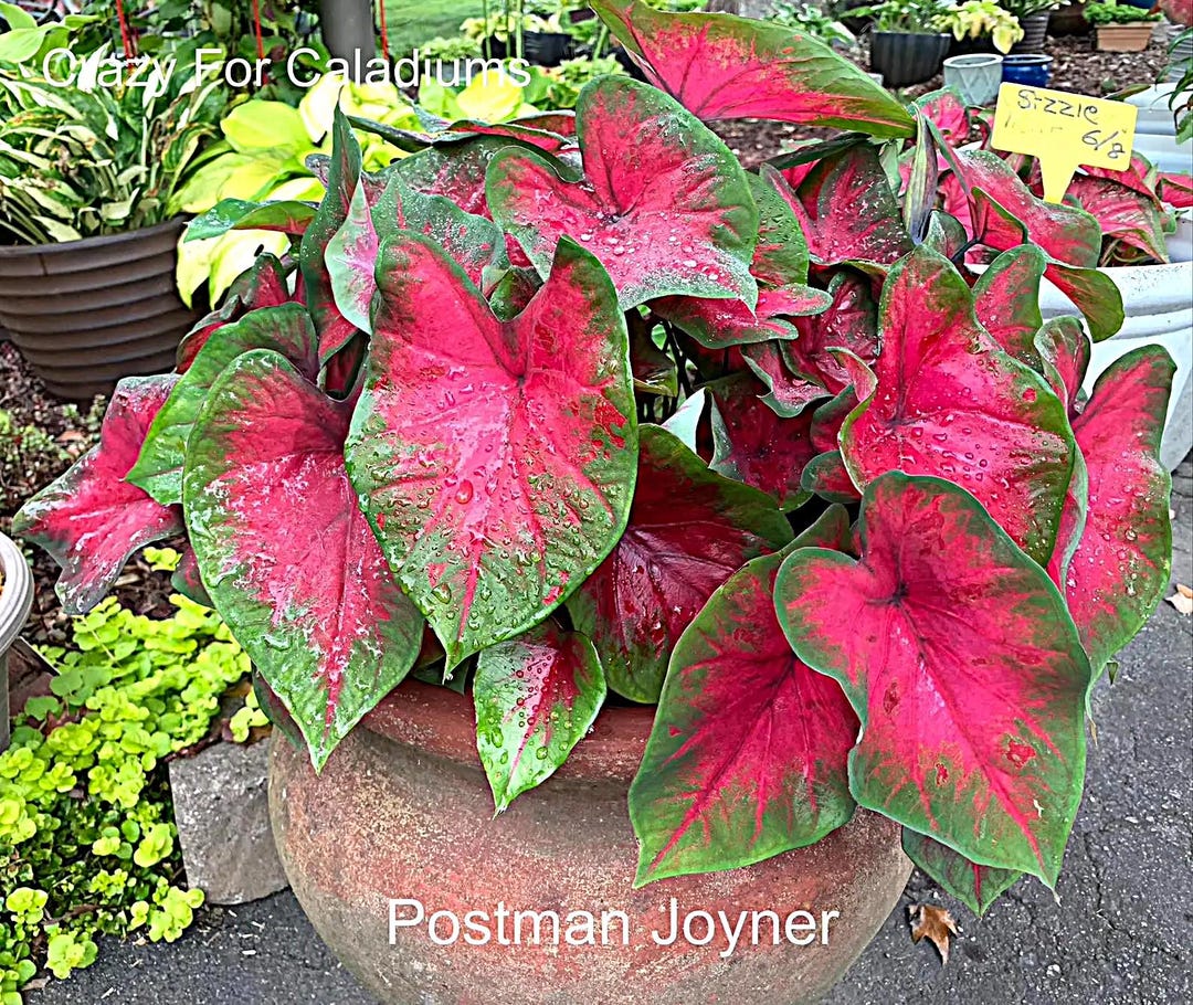 Caladium 'postman Joyner' Size#2(2 Bulbs) - Etsy