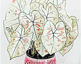 Caladium 'Marie Moir' Size #2 (2 BULBS), Size #1(1 bulb / Large)
