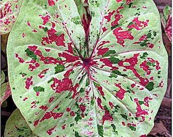 Caladium Bulb 'Raspberry Moon' *Size #2(2bulbs) Size #1(1 larger bulb)