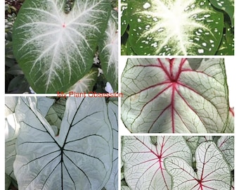 Caladiums White Random Mix &#39;Value Pack&#39; (8 Bulbs) Size #2 **New Crop 2025 **In Stock Now!!!**These are mixed at the farm